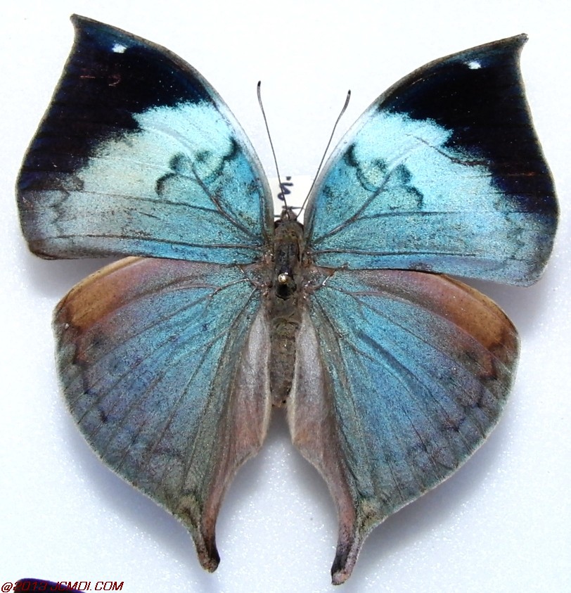 Kallima philarchus ssp